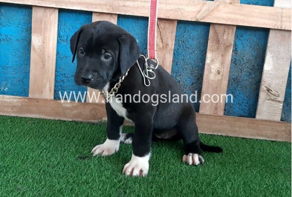 ---greatdane-128_5