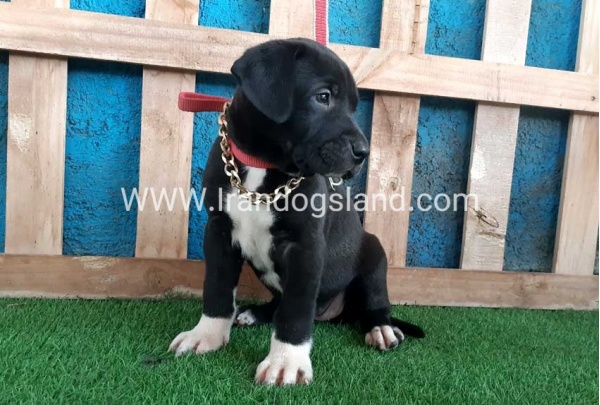 ---greatdane-128_6