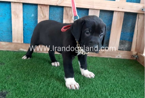 ---greatdane-128_7