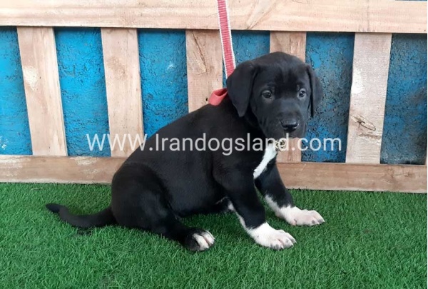 ---greatdane-128_8