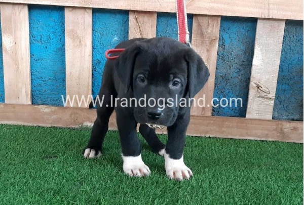 ---greatdane-128_9