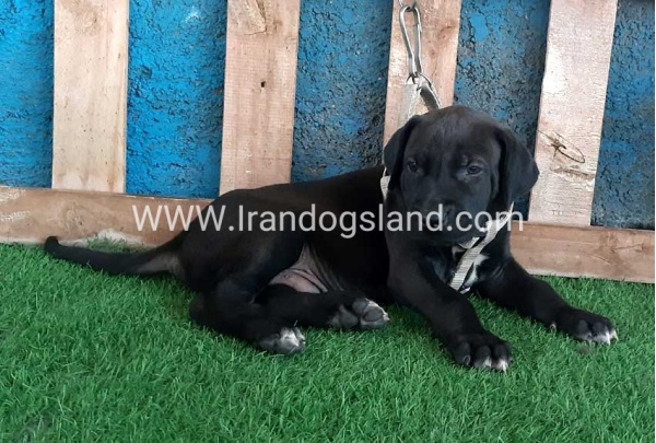 ---greatdane-129_1