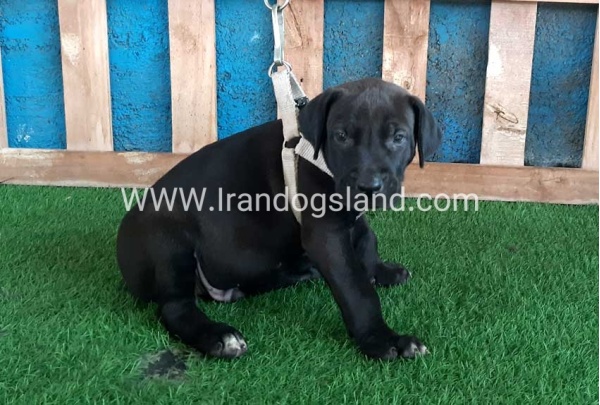 ---greatdane-129_2