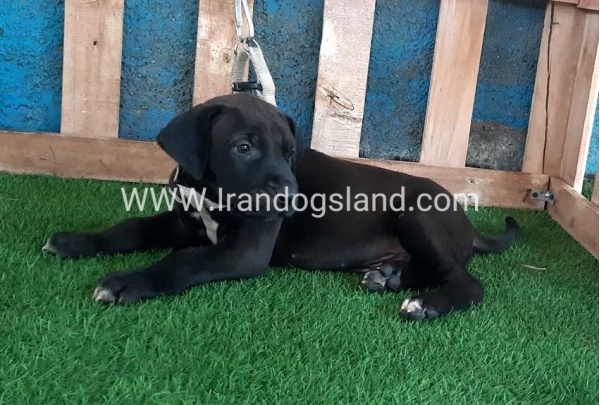 ---greatdane-129_3