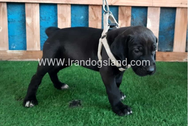 ---greatdane-129_4