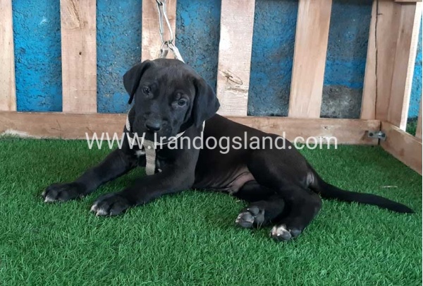 ---greatdane-129_5