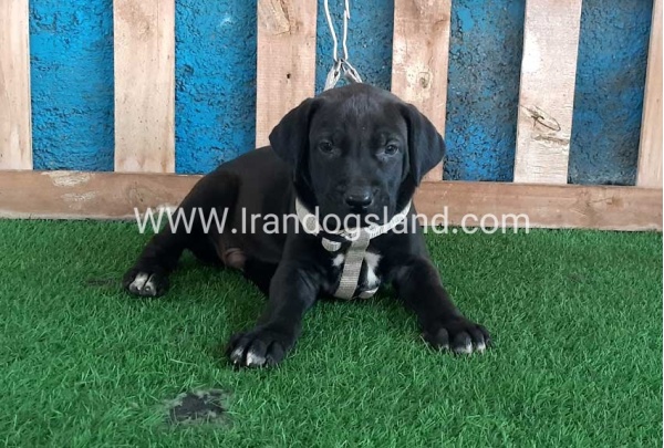 ---greatdane-129_6