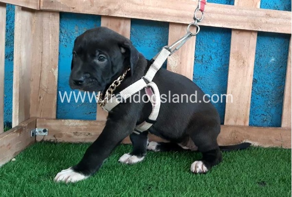 ---greatdane-131_12_1197685361