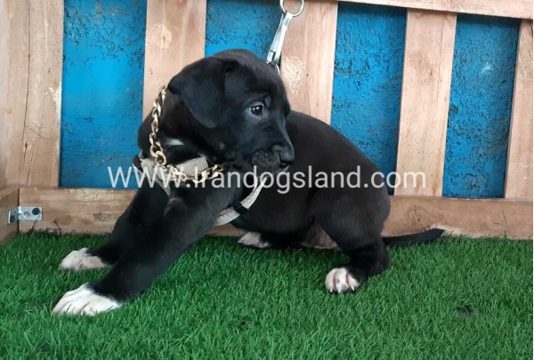 ---greatdane-131_1_1561323193