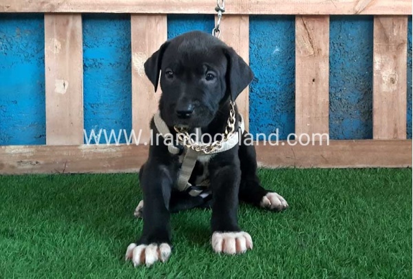 ---greatdane-131_2_2139895981