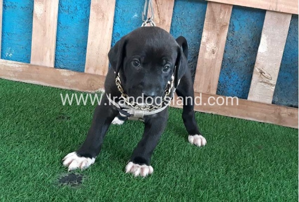 ---greatdane-131_3_708861029