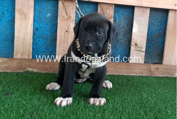 ---greatdane-131_4_778752164