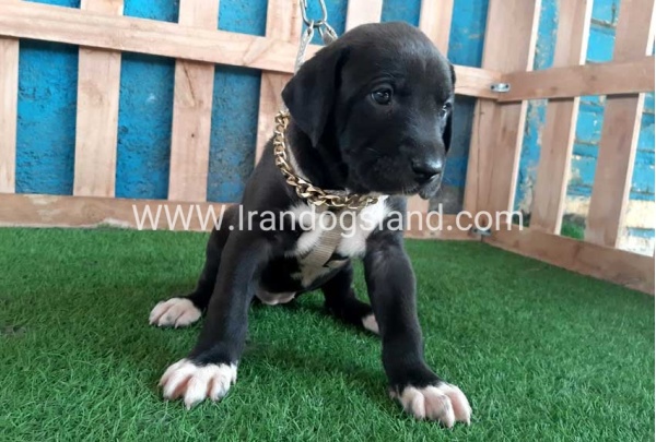---greatdane-131_5_859319181