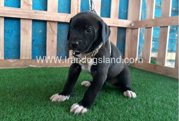 ---greatdane-131_6_403736577