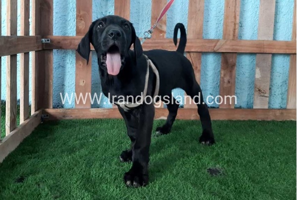 ---greatdane-132_1