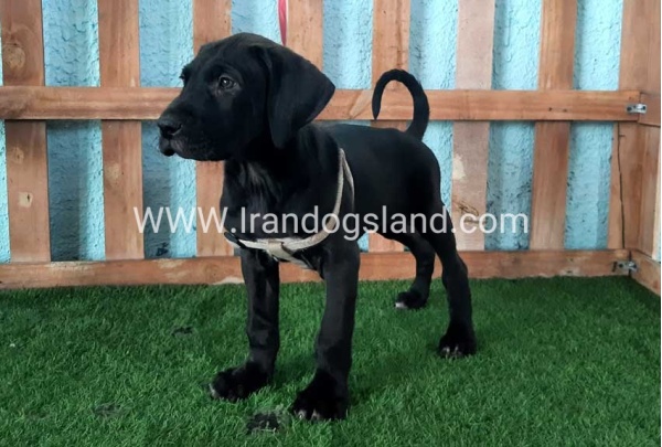 ---greatdane-132_10