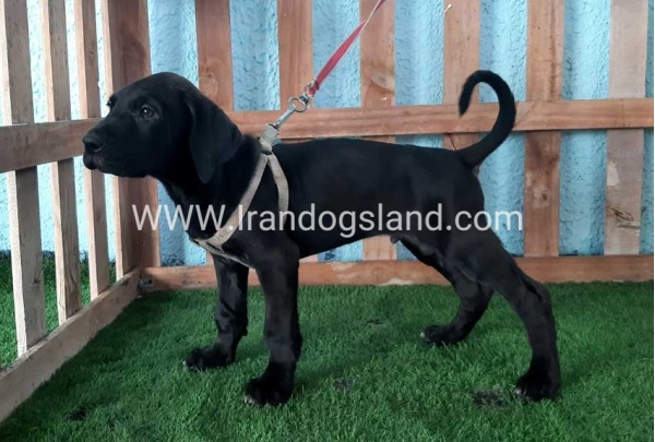 ---greatdane-132_11