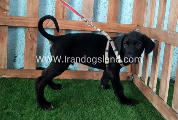 ---greatdane-132_12