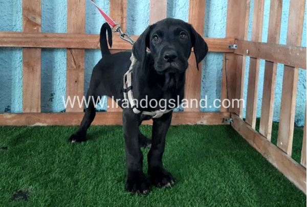 ---greatdane-132_2