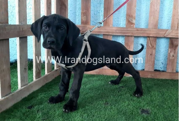 ---greatdane-132_3