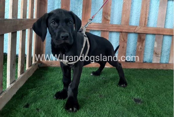 ---greatdane-132_4