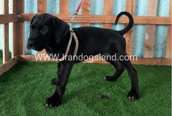 ---greatdane-132_5