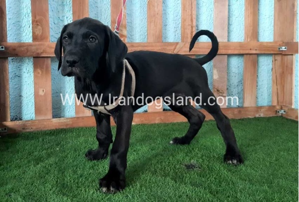 ---greatdane-132_6