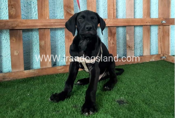 ---greatdane-132_7