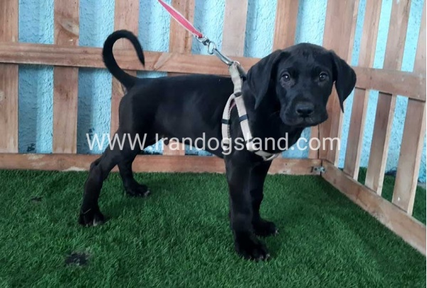 ---greatdane-132_8