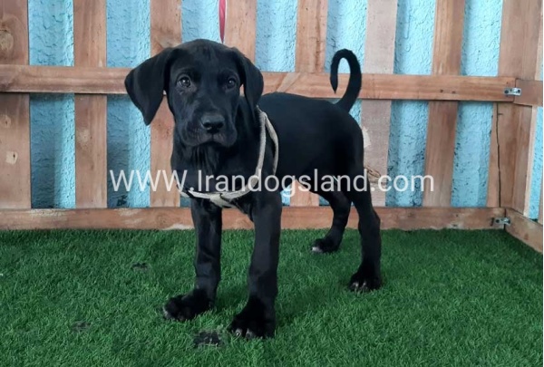 ---greatdane-132_9