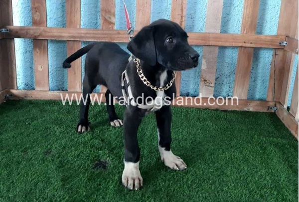 ---greatdane-133_1