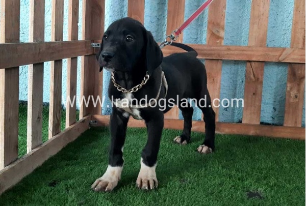 ---greatdane-133_10