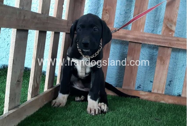 ---greatdane-133_11