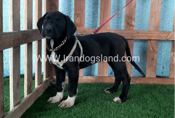 ---greatdane-133_12