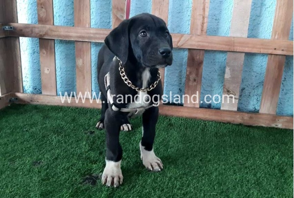 ---greatdane-133_2