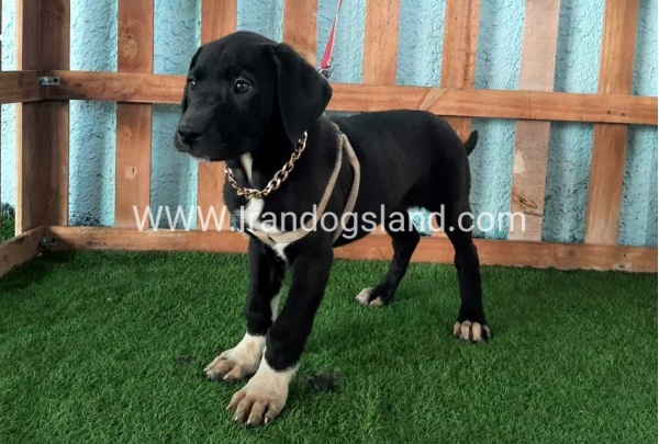 ---greatdane-133_3