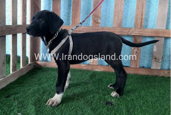 ---greatdane-133_4