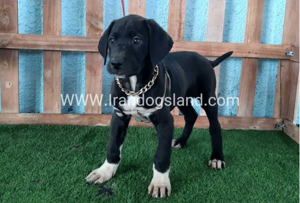 ---greatdane-133_5