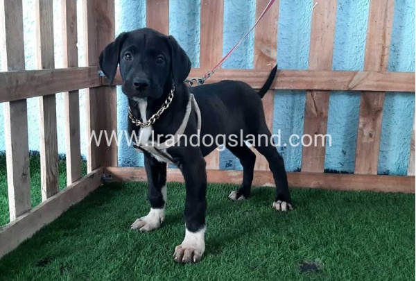 ---greatdane-133_6