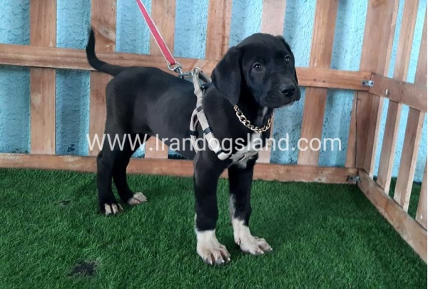 ---greatdane-133_7