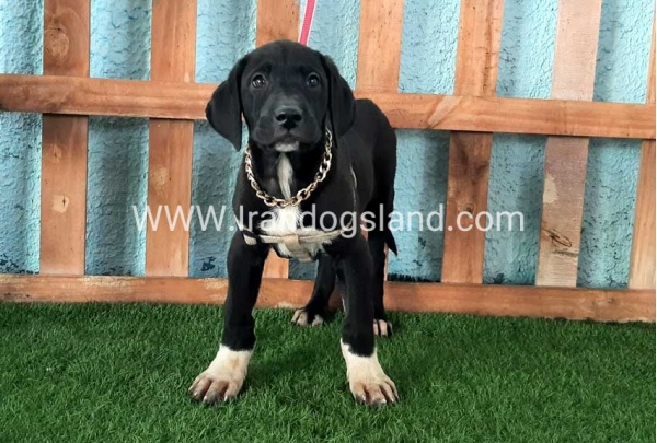 ---greatdane-133_8