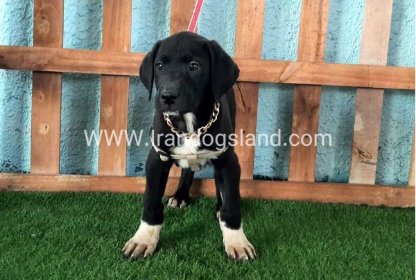 ---greatdane-133_9