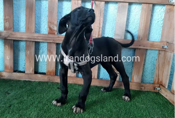 ---greatdane-134_1