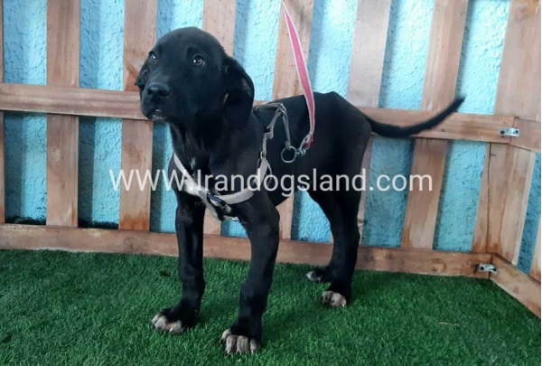 ---greatdane-134_2
