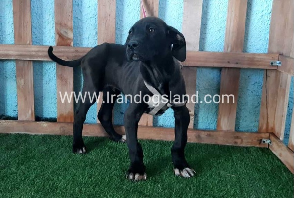 ---greatdane-134_3