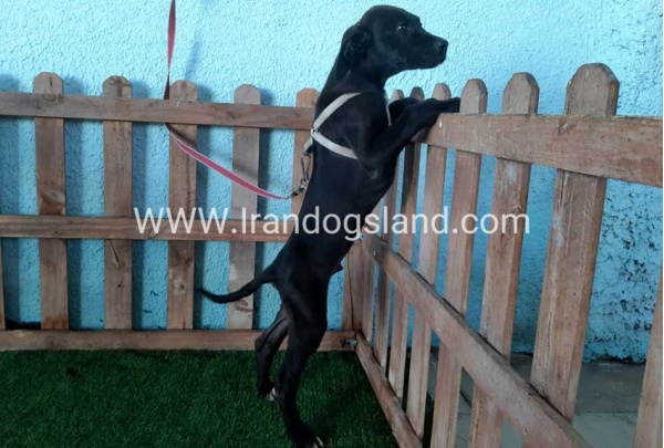 ---greatdane-134_4
