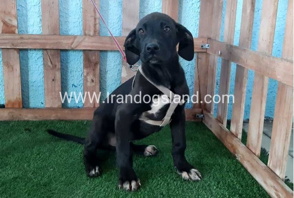 ---greatdane-134_5