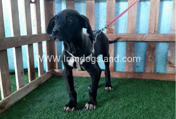 ---greatdane-134_6