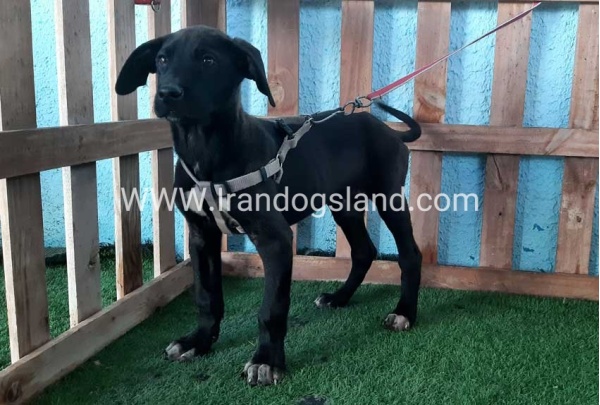---greatdane-134_7