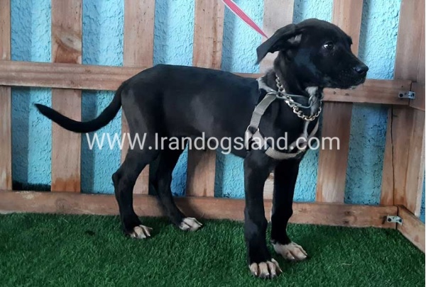 ---greatdane-135_1